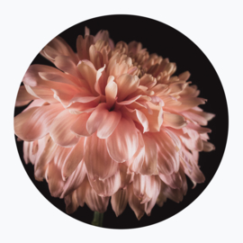 Roze bloemen op muurcirkel