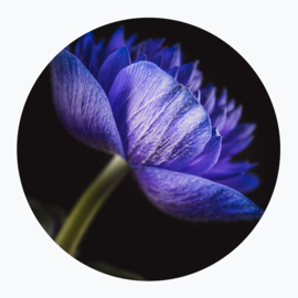 Blauwe bloemen op muurcirkel