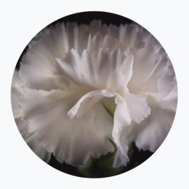 Witte bloemen op muurcirkel