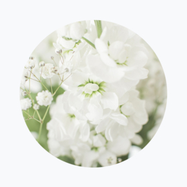 Witte bloemen betekenis