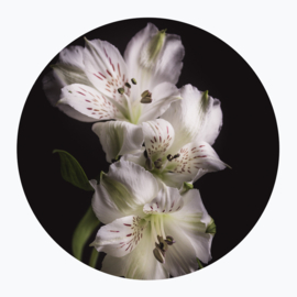 Witte bloemen op muurcirkel