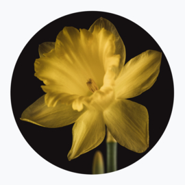 Gele bloemen op muurcirkel