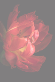 Bloemen staand
