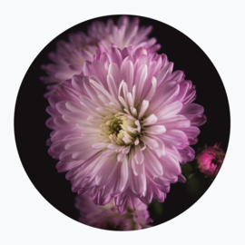 Paarse bloemen op muurcirkel