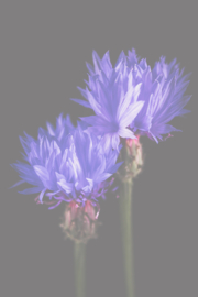 Bloemen staand