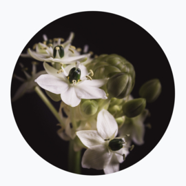 Witte bloemen op muurcirkel