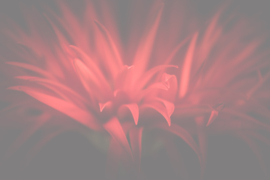Bloemen liggend