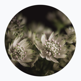 Witte bloemen op muurcirkel
