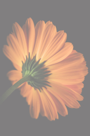 Bloemen staand