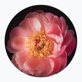 Roze bloemen op muurcirkel