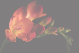 Bloemen liggend