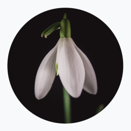 Witte bloemen op muurcirkel