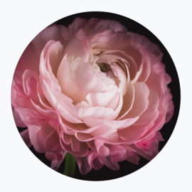 Roze bloemen op muurcirkel