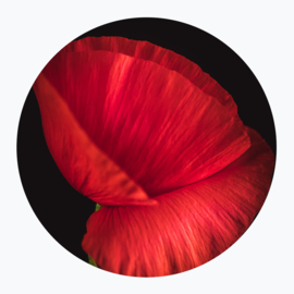Rode bloemen op muurcirkel
