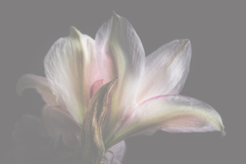 Bloemen liggend