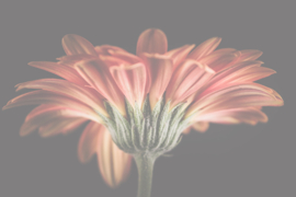 Bloemen liggend