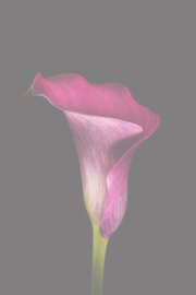 Bloemen staand