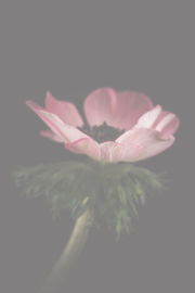 Bloemen staand