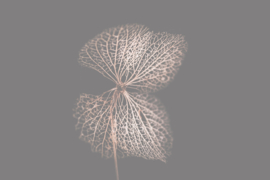 Bloemen liggend