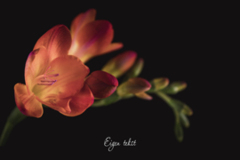 Enjoy the little things - Canvas schilderij