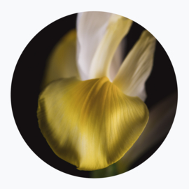 Gele bloemen op muurcirkel
