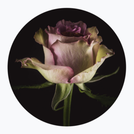 Paarse bloemen op muurcirkel
