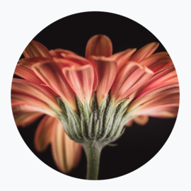 Oranje bloemen op muurcirkel