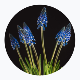 Blauwe bloemen op muurcirkel