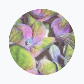 Kleurrijke bloemen betekenis