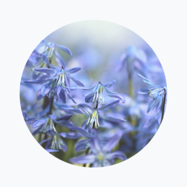 Blauwe bloemen betekenis
