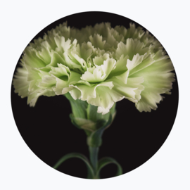 Groene bloemen op muurcirkel