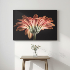 Gerbera op canvas