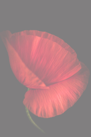 Bloemen staand