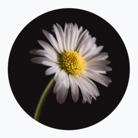 Witte bloemen op muurcirkel
