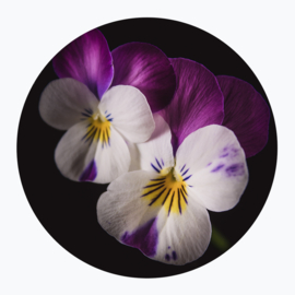 Paarse bloemen op muurcirkel