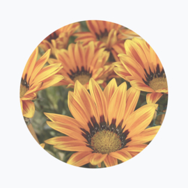 Oranje bloemen betekenis