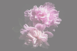 Bloemen liggend