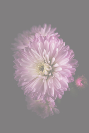 Bloemen staand