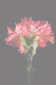 Bloemen staand