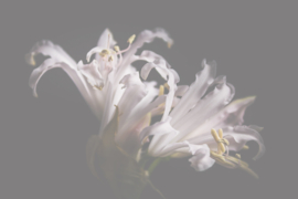 Bloemen liggend