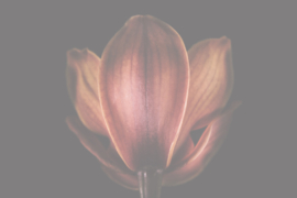 Bloemen liggend