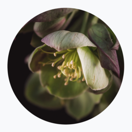 Groene bloemen op muurcirkel