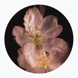 Roze bloemen op muurcirkel