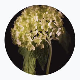 Groene bloemen op muurcirkel
