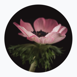 Roze bloemen op muurcirkel
