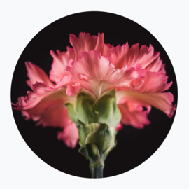 Roze bloemen op muurcirkel