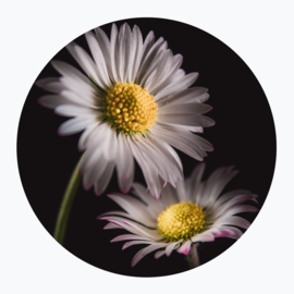Witte bloemen op muurcirkel