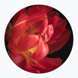 Rode bloemen op muurcirkel