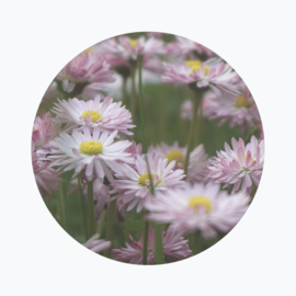 Roze bloemen betekenis