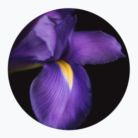 Paarse bloemen op muurcirkel